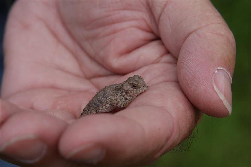 Mountain Short-horned Lizard.jpg